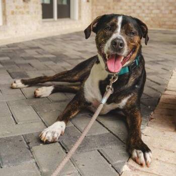 Happy -  Mixed Breed Dog for Adoption in Atlanta, Georgia - Happy | PetCurious