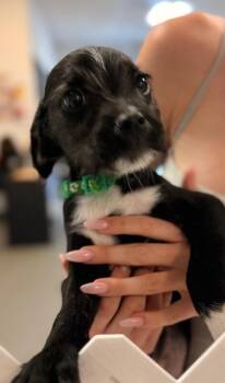 Terrier and Mixed Breed Dogs Available for Adoption in Los Angeles, California - Chocolate Chip | PetCurious