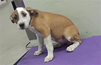 A2096219 -  Staffordshire Bull Terrier and Mixed Breed Dog for Adoption in Houston, Texas - A2096219 | PetCurious