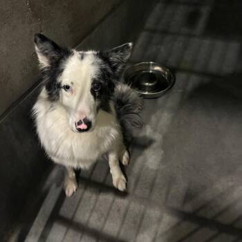 Australian Shepherd Dogs Available for Adoption in Pasadena, California - KYLO | PetCurious