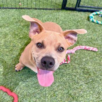 Paul -  Hound Dog for Adoption in Agoura Hills, California - Paul | PetCurious