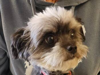 Lucky (Peppy) -  Yorkshire Terrier and Poodle Dog for Adoption in Saginaw, Michigan - Lucky (Peppy) | PetCurious