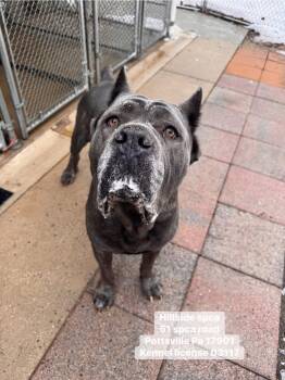 Cane Corso Dogs Available for Adoption - Smalls | PetCurious