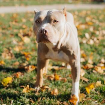 Rescue Pit Bull Terrier Dogs for Adoption in Northbrook, Illinois - Oberon | PetCurious