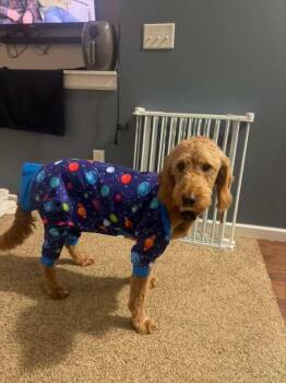 Frito -  Goldendoodle Dog for Adoption in Wausau, Wisconsin - Frito | PetCurious