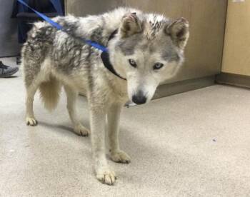 Siberian Husky and Mixed Breed Dogs Available for Adoption in Riverside, California - FROZEN | PetCurious