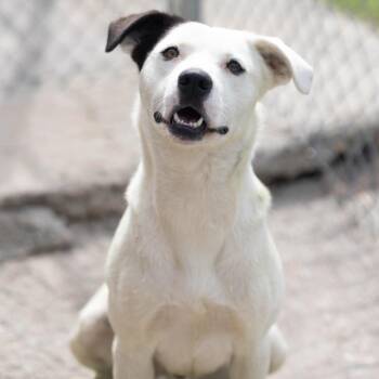 Ranger -  Labrador Retriever and Pit Bull Terrier Dog for Adoption - Ranger | PetCurious
