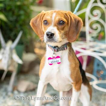 Hound and Beagle Dogs Available for Adoption in Wake Forest, North Carolina - Weaver | PetCurious