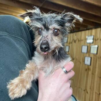 Yorkshire Terrier Dogs Available for Adoption - Jaq  | PetCurious