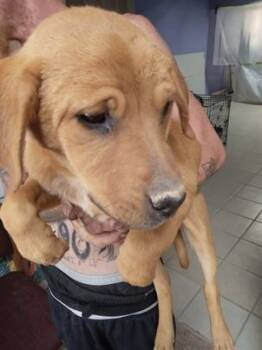 Rescue American Staffordshire Terrier and German Shepherd Dog Dogs for Adoption in Pahrump, Nevada - Reed | PetCurious