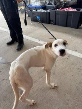 Captain Jack Sparrow -  Labrador Retriever and Mixed Breed Dog for Adoption in Belton, Texas - Captain Jack Sparrow | PetCurious