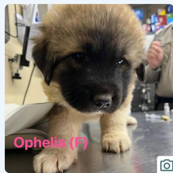 Caucasian Sheepdog Caucasian Ovtcharka and Great Pyrenees Dogs Available for Adoption in Otisfield, Maine - Ophelia | PetCurious