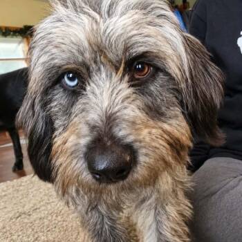 Beth -  Terrier and Mixed Breed Dog for Adoption in Alma, Wisconsin - Beth | PetCurious