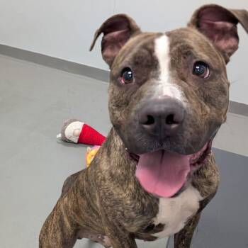 Rescue Pit Bull Terrier Dogs for Adoption in Des Moines, Iowa - Jenga | PetCurious