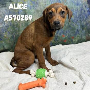 ALICE -  Doberman Pinscher and Mixed Breed Dog for Adoption - ALICE | PetCurious