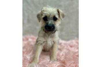 Clue: Wrench -  Brussels Griffon and Norfolk Terrier Dog for Adoption in Palo Alto, California - Clue: Wrench | PetCurious