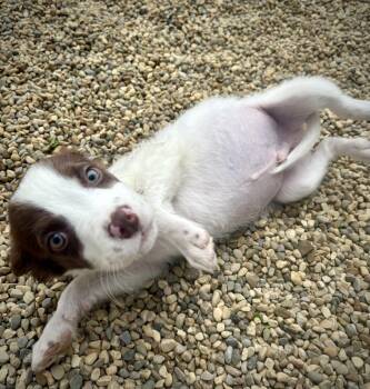 English Springer Spaniel Dogs Available for Adoption in Kalamazoo, Michigan - Memphis | PetCurious