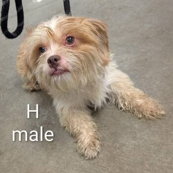 Harry -  Shih Tzu and Mixed Breed Dog for Adoption in Ottawa, Kansas - Harry | PetCurious