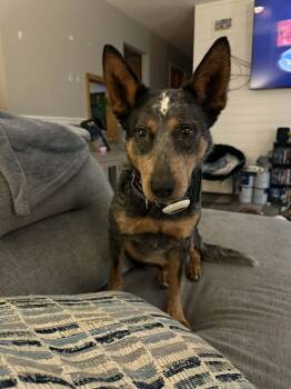 Australian Cattle Dog Blue Heeler Dogs Available for Adoption in Sadler, Texas - Bluey  | PetCurious