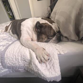 Stevie Barks -  English Bulldog and Mixed Breed Dog for Adoption in West Palm Beach, Florida - Stevie Barks | PetCurious
