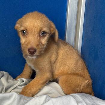 Americano -  Mixed Breed Dog Available for Adoption in Las Cruces, New Mexico - Americano | PetCurious