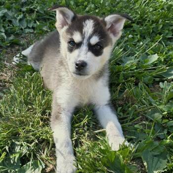 Husky Dogs Available for Adoption in Dayton, Ohio - Damon | PetCurious