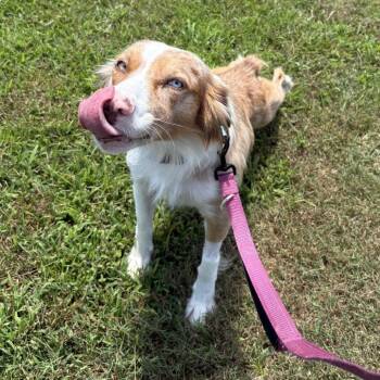 Glory -  Australian Shepherd and Mixed Breed Dog for Adoption in Brownsboro, Alabama - Glory | PetCurious