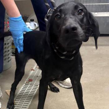 Nina -  Labrador Retriever and Mixed Breed Dog for Adoption in East Hanover, New Jersey - Nina | PetCurious