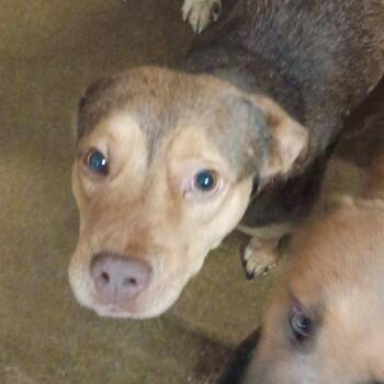 Pit Bull Terrier and Mixed Breed Dogs Available for Adoption in Corsicana, Texas - Coca-Cola D45957 | PetCurious