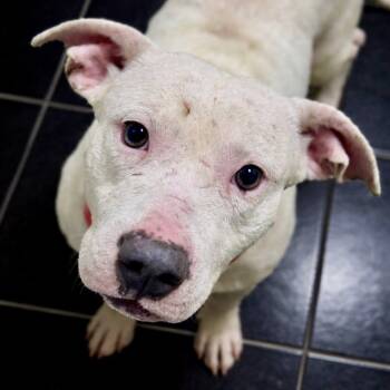 Pit Bull Terrier Dogs Available for Adoption - Turtle | PetCurious