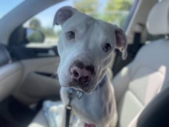 Rescue Mixed Breed Dogs for Adoption in Maumee, Ohio - Cowboy | PetCurious