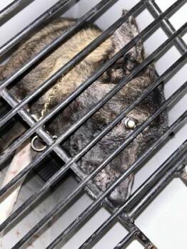 Alabama -  Mixed Breed Dog for Adoption in Atlanta, Georgia - Alabama | PetCurious