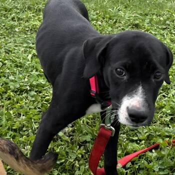 Everly -  Mixed Breed and Black Labrador Retriever Dog for Adoption in Marengo, Illinois - Everly | PetCurious
