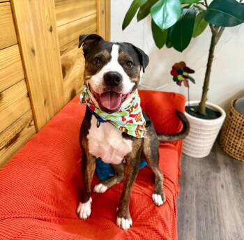 Duke Ellington the Smooth Talkin Sweet Heart -  Staffordshire Bull Terrier and Boxer Dog for Adoption in Friendswood, Texas - Duke Ellington The Smooth Talkin Sweet Heart | PetCurious