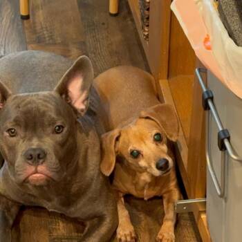 Chihuahua and Dachshund Dogs Available for Adoption in San Diego, California - Lila | PetCurious