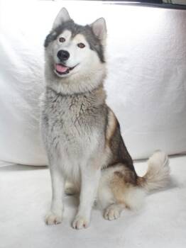 DUMPLING -  Alaskan Malamute and Mixed Breed Dog for Adoption in Burbank, California - DUMPLING | PetCurious