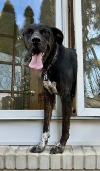 Labrador Retriever and German Shorthaired Pointer Dogs Available for Adoption - LEO  | PetCurious