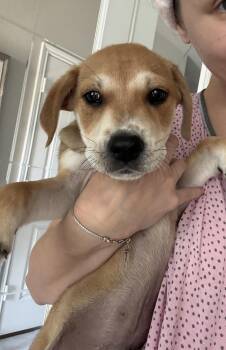 Shepherd Dogs Available for Adoption - Reese | PetCurious