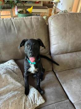 Pickles Davidson -  Labrador Retriever and Australian Cattle Dog Blue Heeler Dog for Adoption in Poplar Grove, Illinois - Pickles Davidson | PetCurious