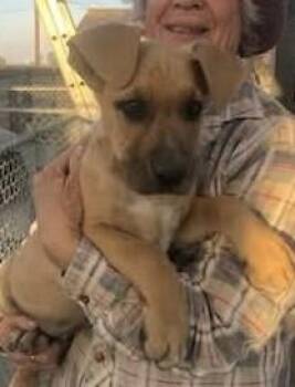 Willy -  Great Dane and Labrador Retriever Dog for Adoption in Severance, Colorado - Willy | PetCurious