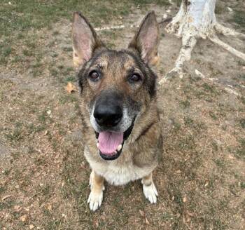 WILMA -  German Shepherd Dog Dog for Adoption in Riverside, California - WILMA | PetCurious