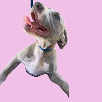 Blair -  Pit Bull Terrier Dog for Adoption in Blue Ridge, Georgia - Blair | PetCurious