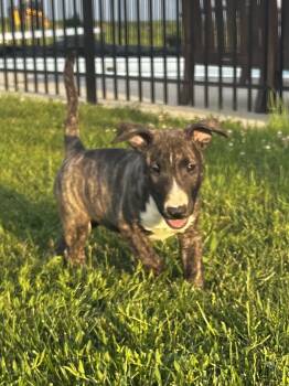 Brownie -  Bull Terrier Dog for Sale in Greenville, Ohio - Brownie | PetCurious