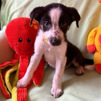 Yeehaw -  Australian Shepherd and Pointer Dog for Adoption in Normal, Illinois - Yeehaw | PetCurious