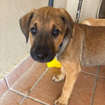 Labrador Retriever and Miniature Schnauzer Dogs Available for Adoption in New York, New York - LUIGI TONKA (out Of Town) | PetCurious