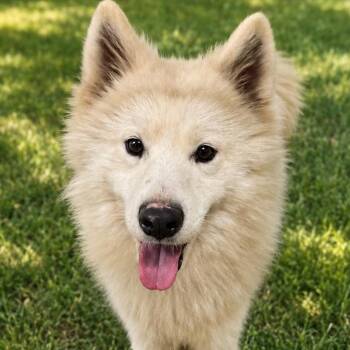 Ivan -  Samoyed Dog for Adoption in Sonoma, California - Ivan | PetCurious
