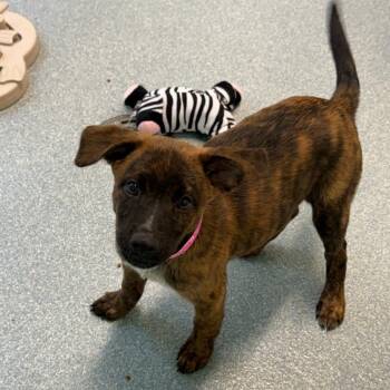Colby *available at off-site adoption event 8/27 -  Mixed Breed Dog for Adoption in Briarcliff Manor, New York - Colby *available At Off-site Adoption Event 8/27 | PetCurious