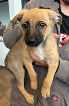 Mixed Breed Dogs Available for Adoption - Pip | PetCurious