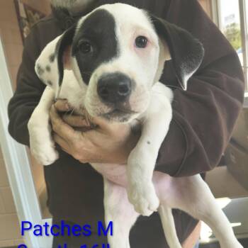 Mixed Breed Dogs Available for Adoption in Fairfax Station, Virginia - Patches | PetCurious