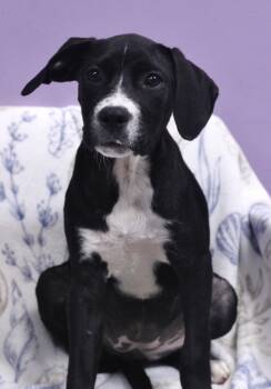 Yodella in NH. Come Meet our Adoptable Dogs Wednesday-Saturday.  -  Black Labrador Retriever Dog for Adoption in Manchester, New Hampshire - Yodella In NH. Come Meet Our Adoptable Dogs Wednesday-Saturday.  | PetCurious